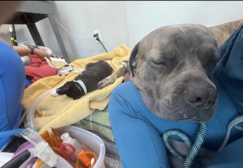 This 104-Pound Shelter Dog Saved a Dying Kitten With His Blood—Now He’s the One Who Needs a Hero